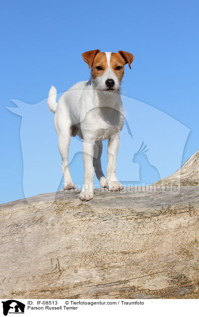 Parson Russell Terrier / IF-08513