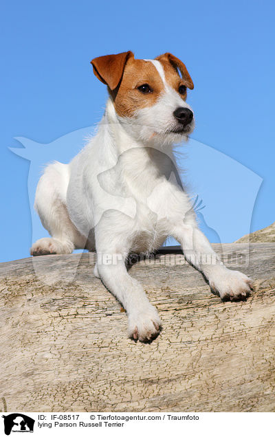 lying Parson Russell Terrier / IF-08517