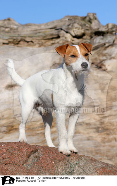 Parson Russell Terrier / IF-08518