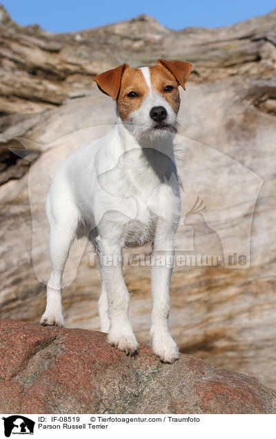 Parson Russell Terrier / IF-08519