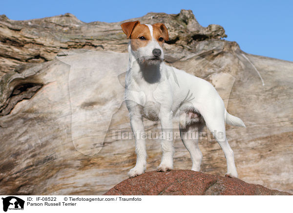 Parson Russell Terrier / IF-08522