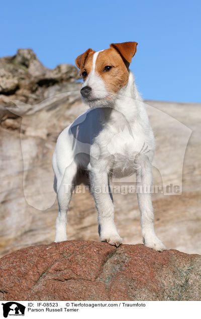 Parson Russell Terrier / IF-08523