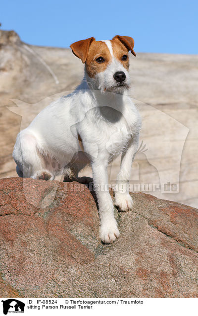 sitting Parson Russell Terrier / IF-08524