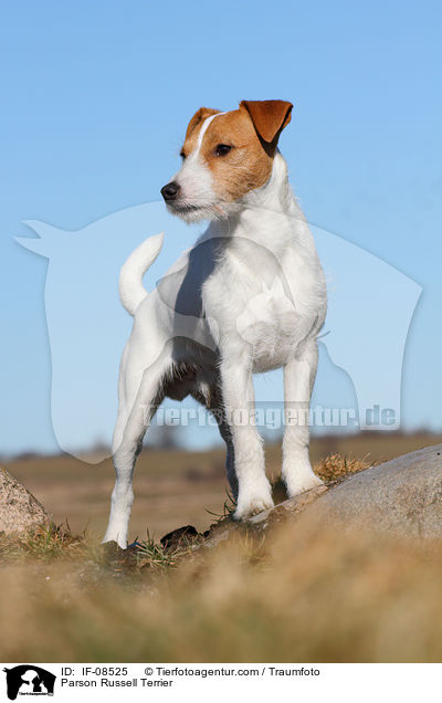 Parson Russell Terrier / IF-08525