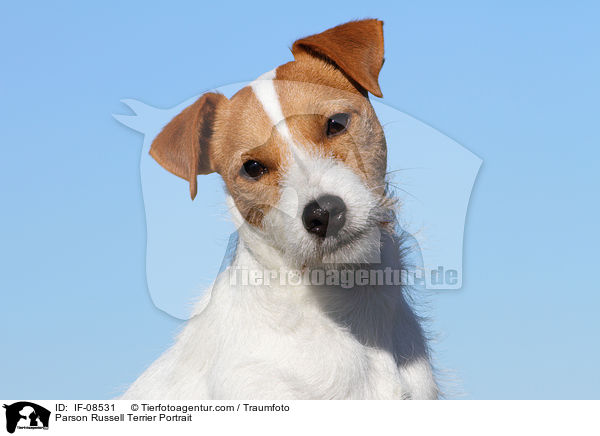 Parson Russell Terrier Portrait / IF-08531