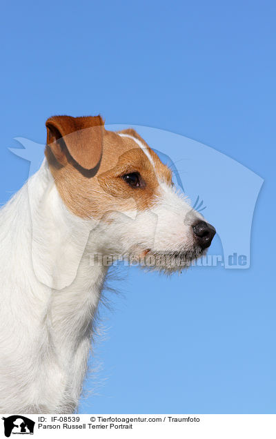 Parson Russell Terrier Portrait / IF-08539