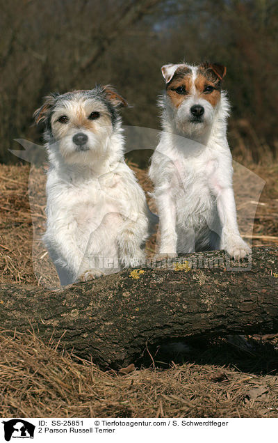 2 Parson Russell Terrier / SS-25851