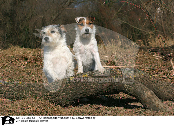 2 Parson Russell Terrier / SS-25852
