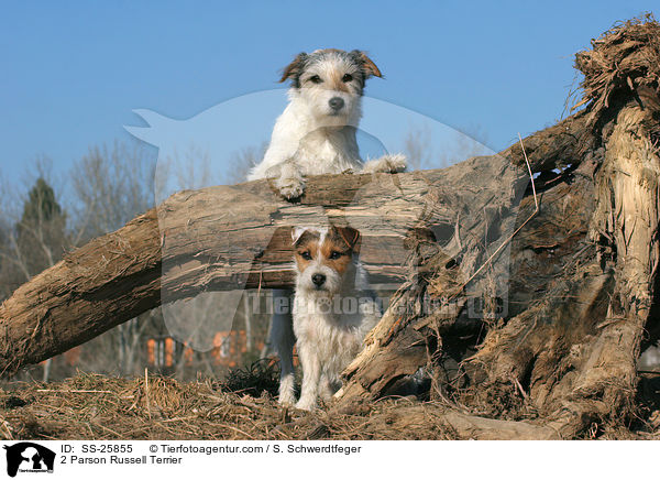 2 Parson Russell Terrier / SS-25855