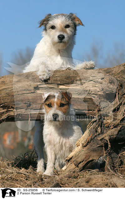 2 Parson Russell Terrier / SS-25856