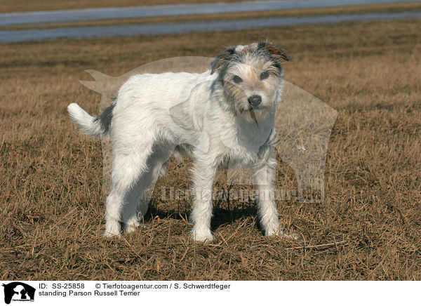 standing Parson Russell Terrier / SS-25858