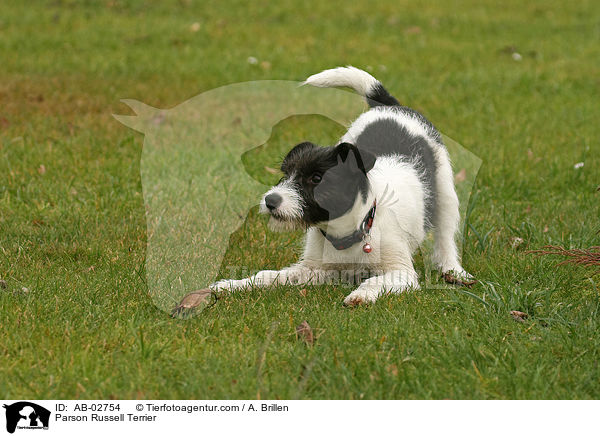 Parson Russell Terrier / AB-02754