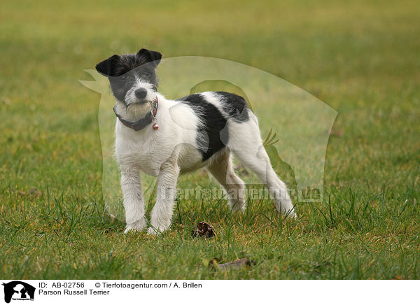 Parson Russell Terrier / AB-02756