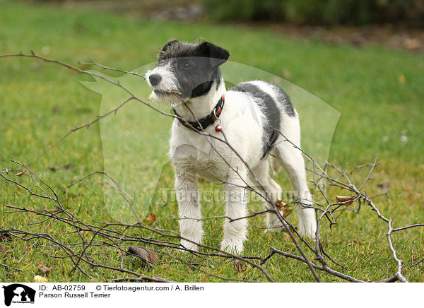 Parson Russell Terrier / AB-02759