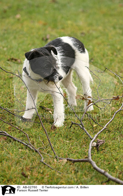 Parson Russell Terrier / AB-02760