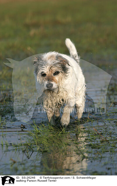 walking Parson Russell Terrier / SS-26246