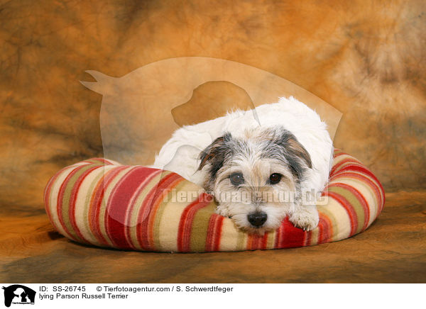 lying Parson Russell Terrier / SS-26745