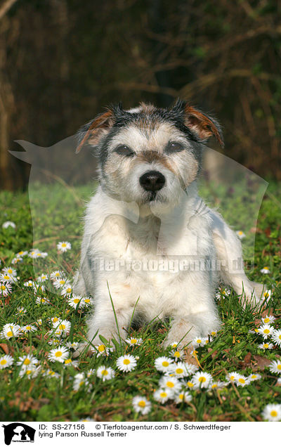 lying Parson Russell Terrier / SS-27156