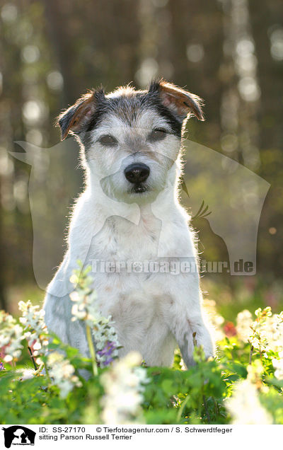 sitzender Parson Russell Terrier / sitting Parson Russell Terrier / SS-27170
