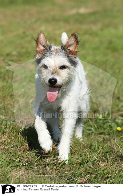 running Parson Russell Terrier / SS-28759
