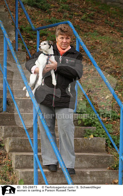 woman is carriing a Parson Russell Terrier / SS-28873