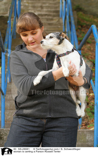 woman is carriing a Parson Russell Terrier / SS-28881