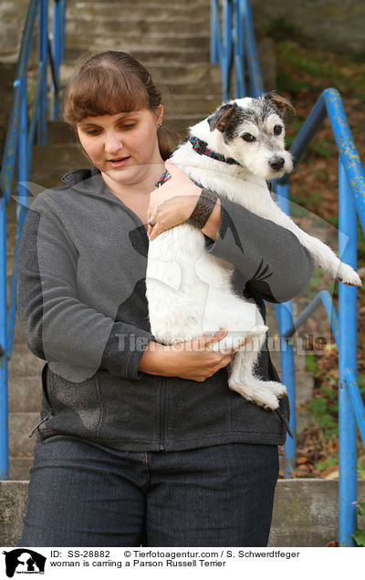 woman is carriing a Parson Russell Terrier / SS-28882