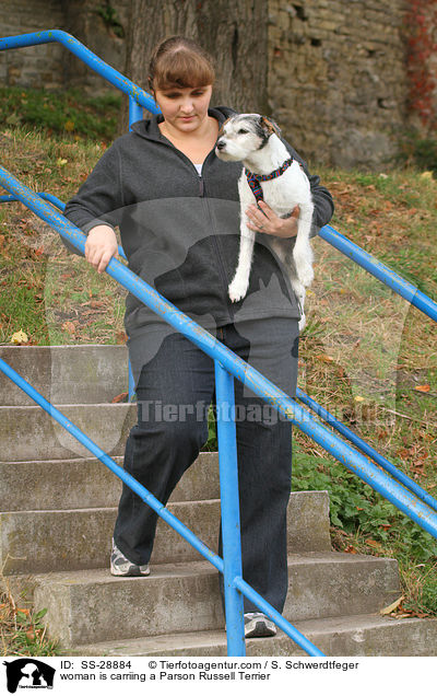 woman is carriing a Parson Russell Terrier / SS-28884