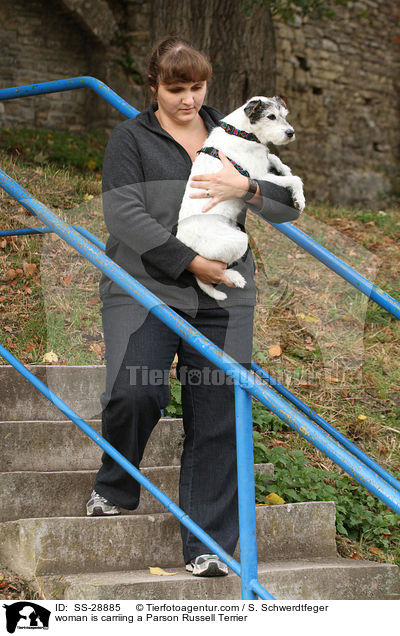 Frau trgt Parson Russell Terrier / woman is carriing a Parson Russell Terrier / SS-28885