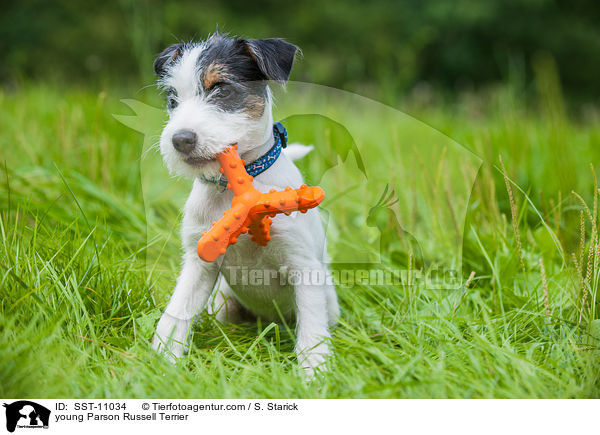 young Parson Russell Terrier / SST-11034