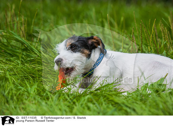 young Parson Russell Terrier / SST-11035