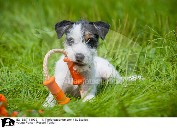 young Parson Russell Terrier / SST-11036