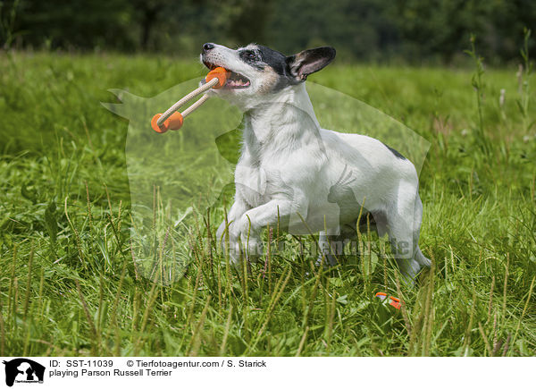 playing Parson Russell Terrier / SST-11039