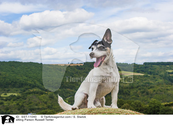 sitting Parson Russell Terrier / SST-11040