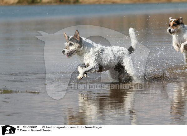 2 Parson Russell Terrier / SS-29691