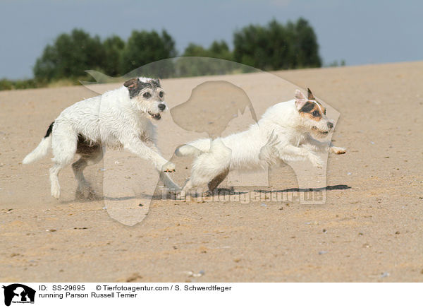 running Parson Russell Terrier / SS-29695