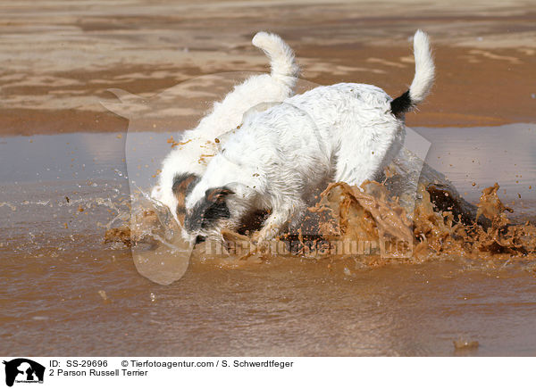 2 Parson Russell Terrier / SS-29696