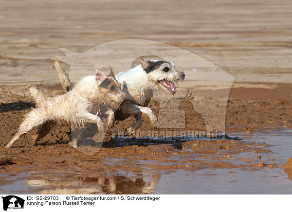 running Parson Russell Terrier / SS-29703