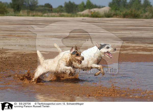 running Parson Russell Terrier / SS-29706