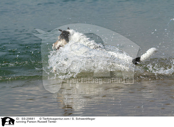 running Parson Russell Terrier / SS-29881
