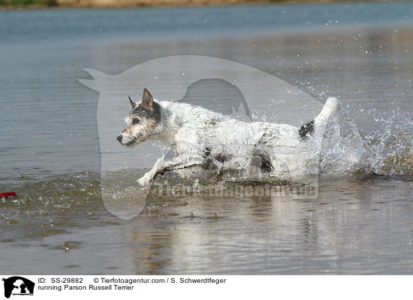 running Parson Russell Terrier / SS-29882