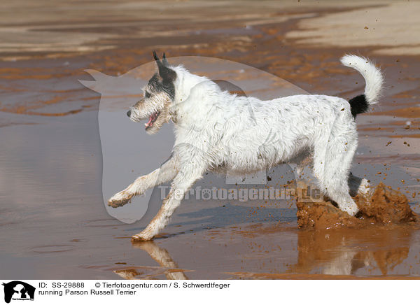 running Parson Russell Terrier / SS-29888