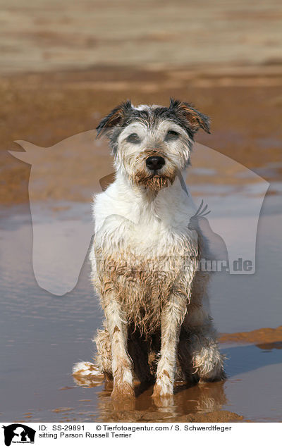 sitzender Parson Russell Terrier / sitting Parson Russell Terrier / SS-29891