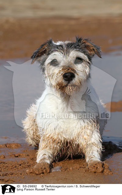 liegender Parson Russell Terrier / lying Parson Russell Terrier / SS-29892