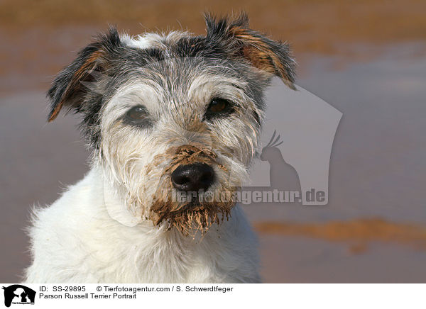 Parson Russell Terrier Portrait / SS-29895