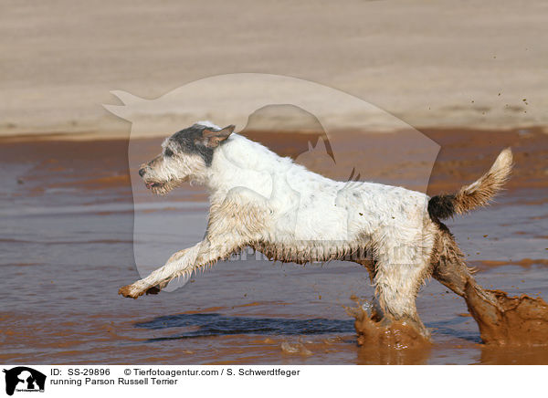 running Parson Russell Terrier / SS-29896