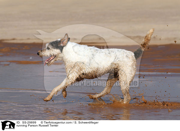 running Parson Russell Terrier / SS-29899