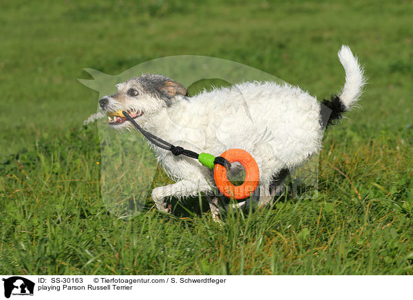 playing Parson Russell Terrier / SS-30163