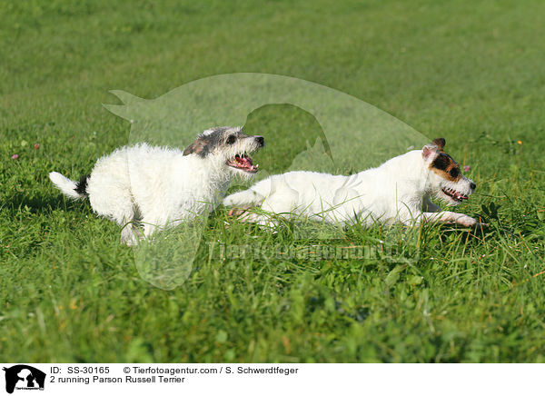2 running Parson Russell Terrier / SS-30165