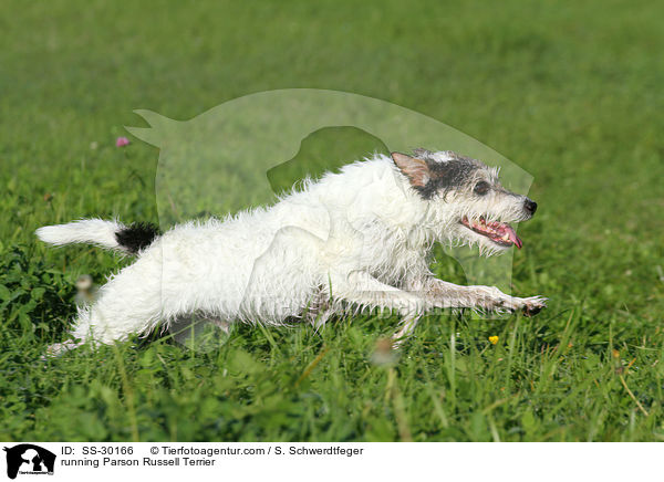 running Parson Russell Terrier / SS-30166